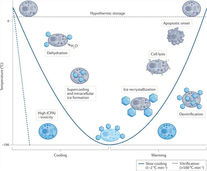 Potential cellular damage mechanisms during cryopreservation.