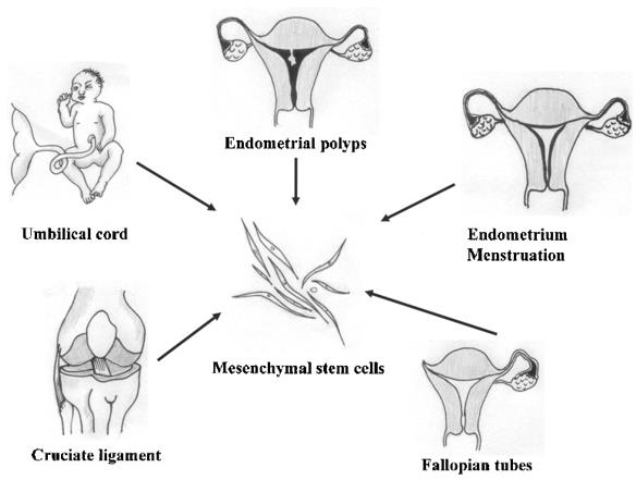 Fig. 1 Various new sources of MSCs. (Vignali DA and Kuchroo VK, 2012)