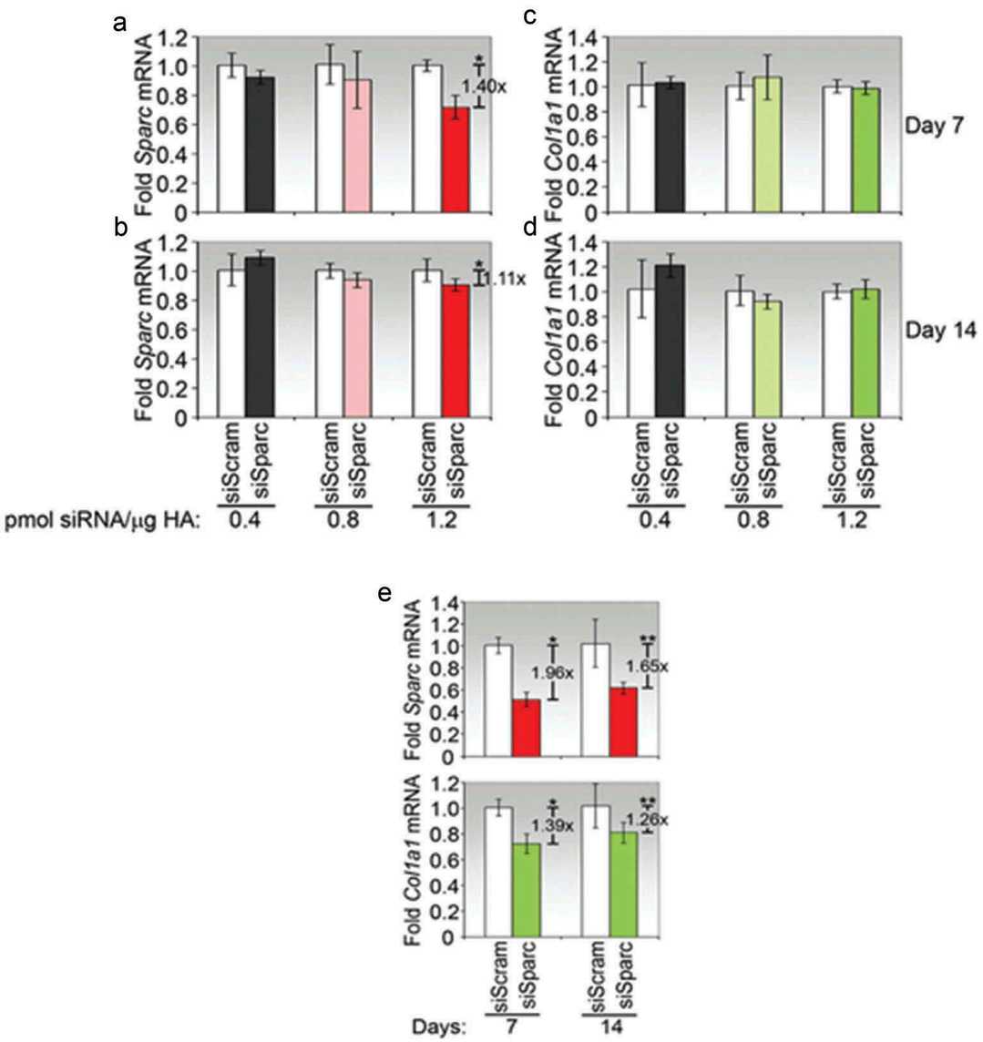 Enhancing single siRNA layer load in LbL nanoparticles extended gene-silencing effects in primary conjunctival fibroblasts.