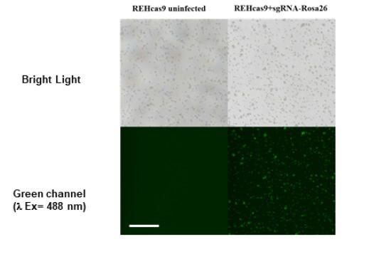 Fig. 1 Representative image of REHcas9 infection. (Costa IM, et al., 2023)