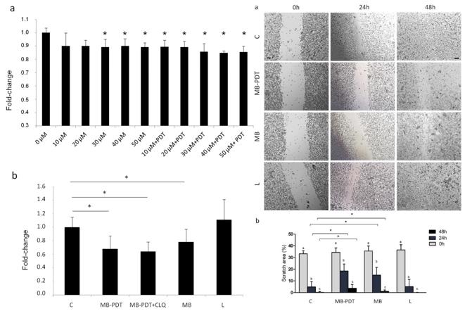 Left: Phototoxic effect of MB-PDT in PC3 cells; Right: MB-PDT reduced Cell Migration in PC3 cells.