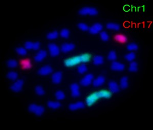 4-whole-chromosome-painting-probes-for-fish-1