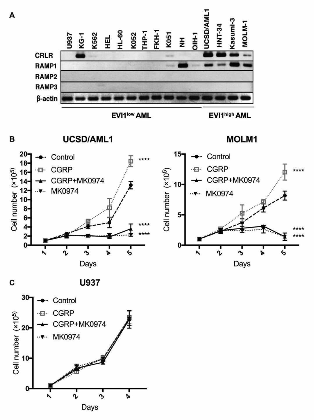 Expression of calcitonin receptor-like receptor (CRLR) and RAMP Family Members, and the effects of CGRP and/or CRLR inhibitors on AML cell lines.
