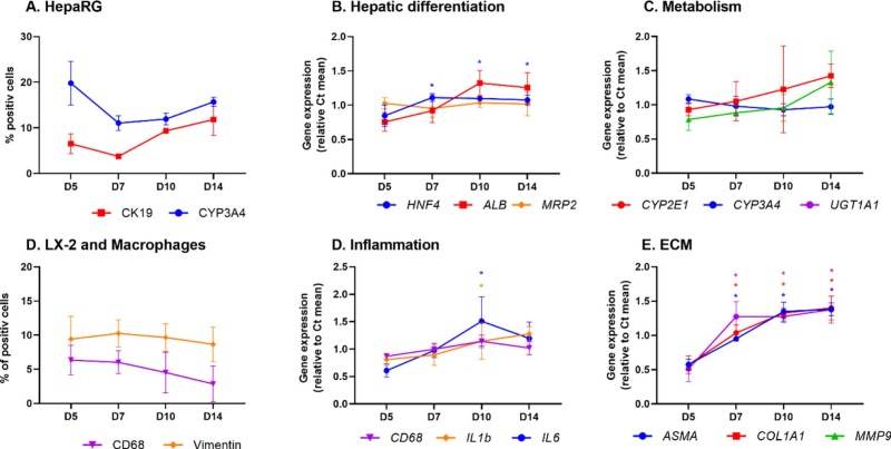 Fig. 2 Changes over time in the expression of cell markers in HML organoids cultured for 5 to 14 days, based on RT-qPCR assays of total RNA and image analysis.