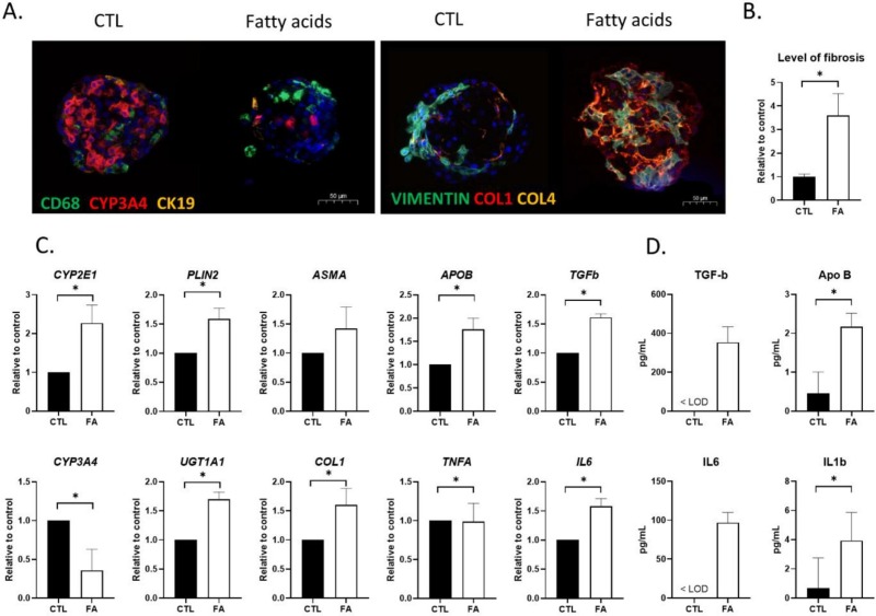 Fig. 3 Characteristics of NAFLD induced by the exposure of HML organoids to FAs.