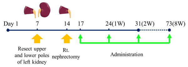  The procedure of 5/6 nephrectomy model.