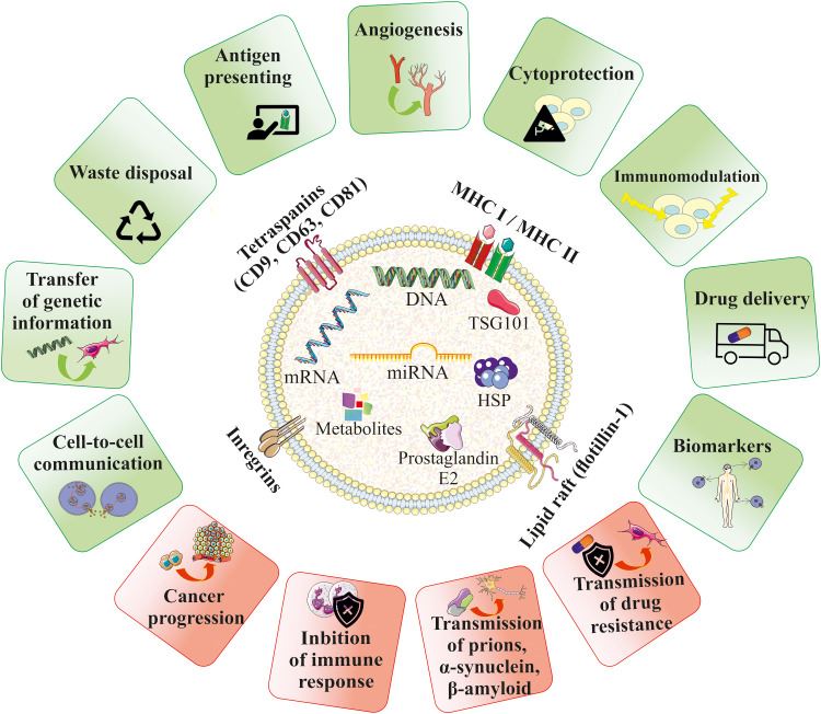 Biological role of EVs in homeostasis and pathophysiology.