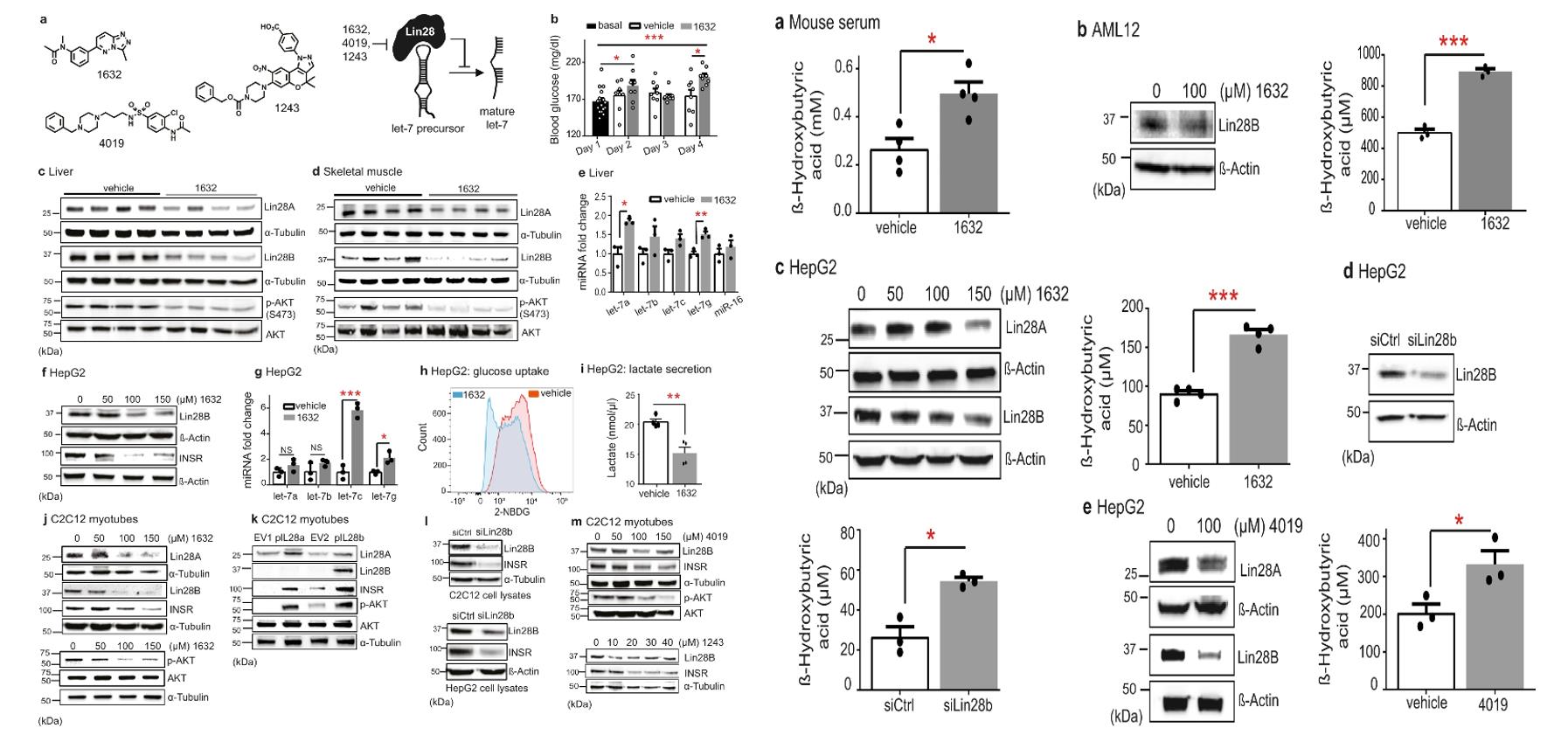 Left: Lin28A / B inhibition suppresses insulin-PI3K-mTOR signaling in liver and skeletal muscle; Right: The small molecule Lin28 inhibitor C1632 promotes ketogenesis.