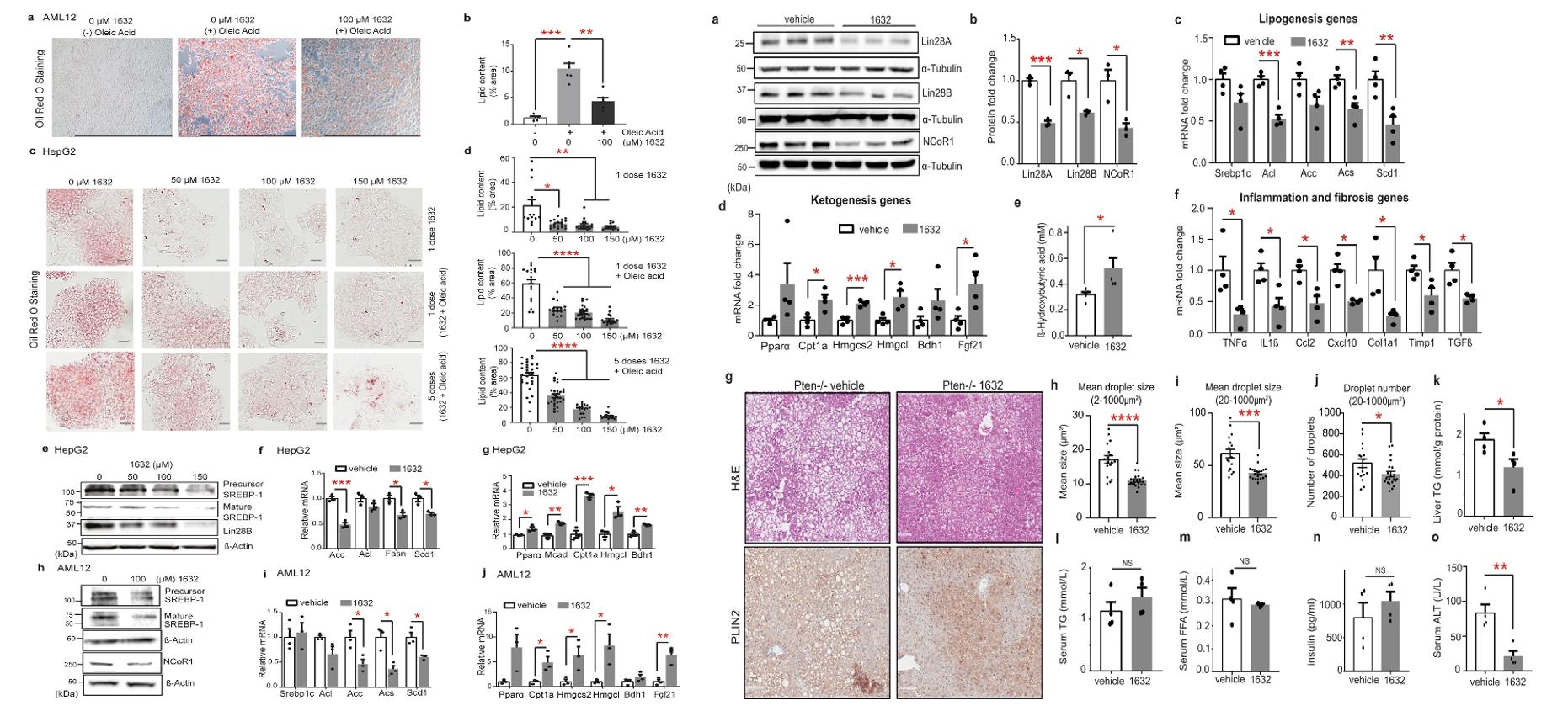 Left: C1632 improves lipid metabolism in hepatocytes/tro; Right: C1632 attenuates hepatosteatosis in a genetic mouse model of NAFLD.