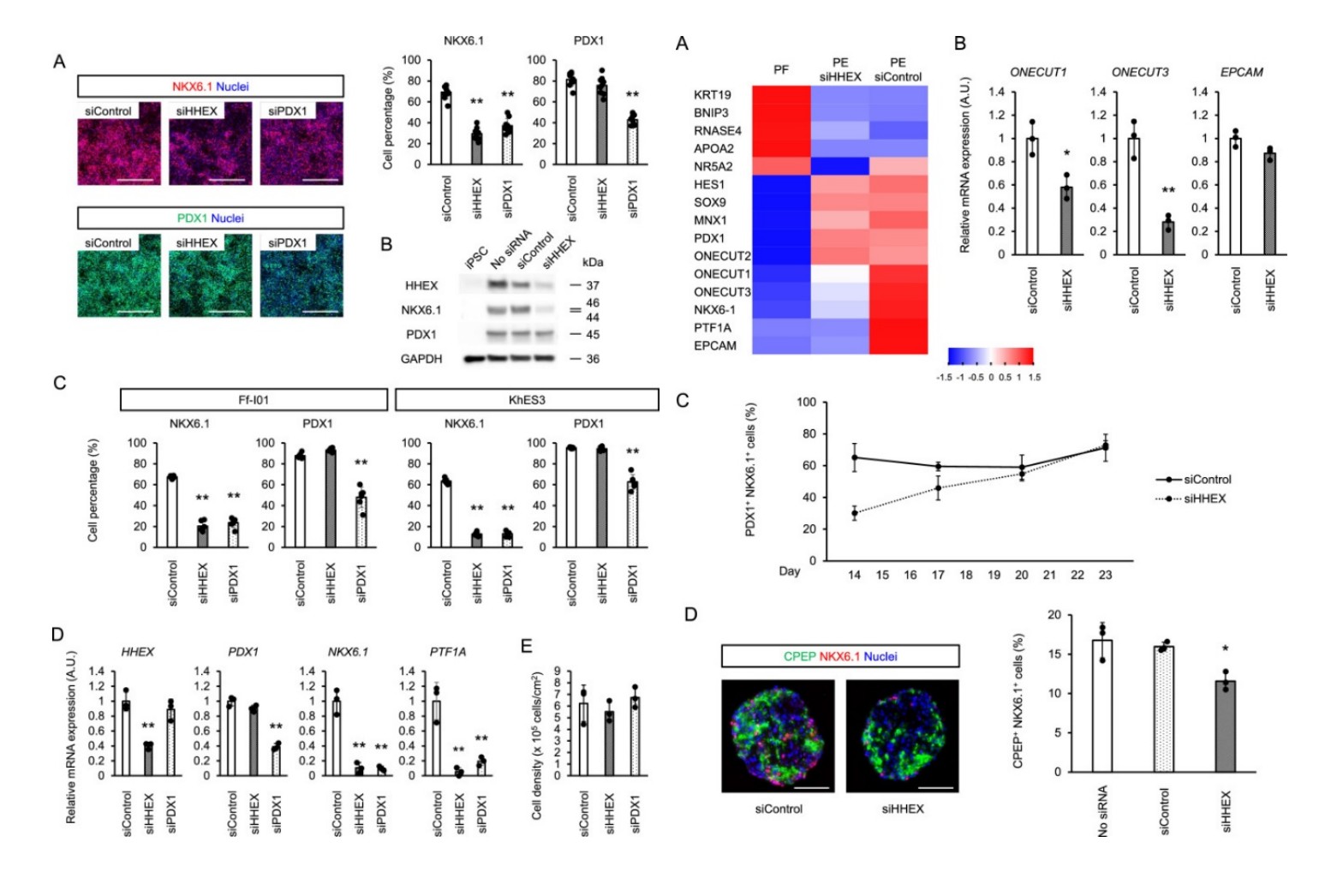 The effects of HHEX knockdown on pancreatic endoderm cells