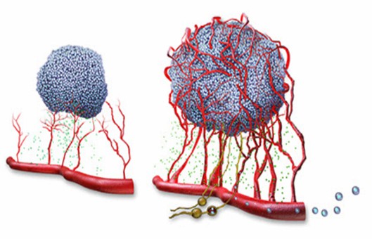 3D Angiogenesis Assay