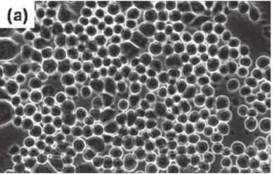 Suspension mammalian cells morphology.