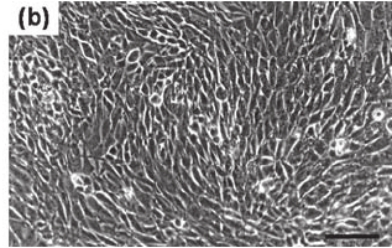 Adherent mammalian cells morphology.