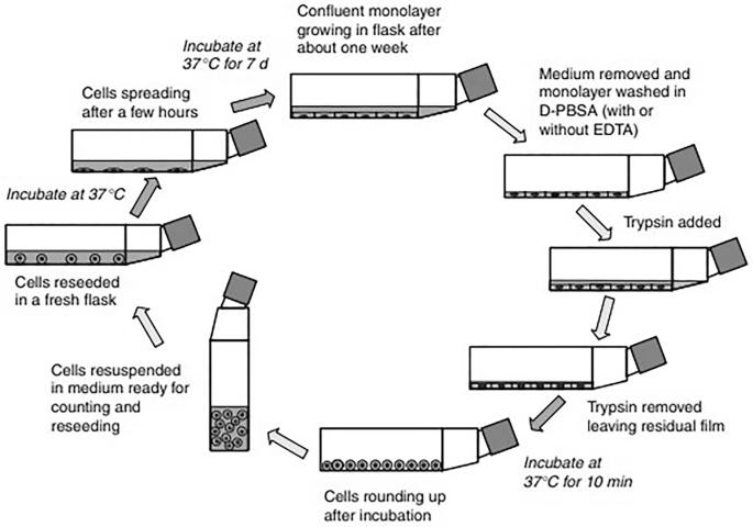 Monolayer cultures subculturing.