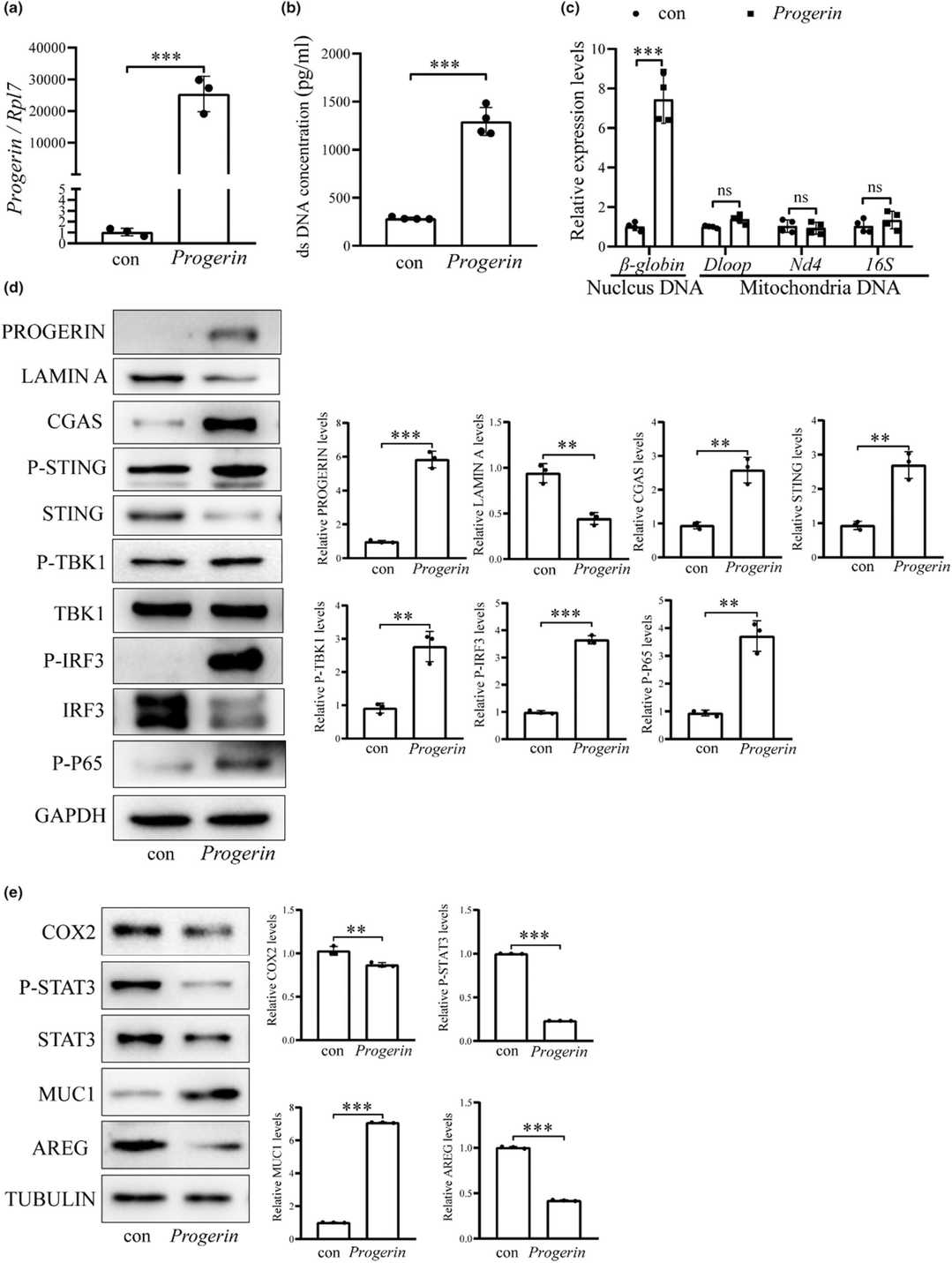 Overexpression of PROGERIN results in the accumulation of cytoplasmic DNA and activation of the cGAS-STING pathway.