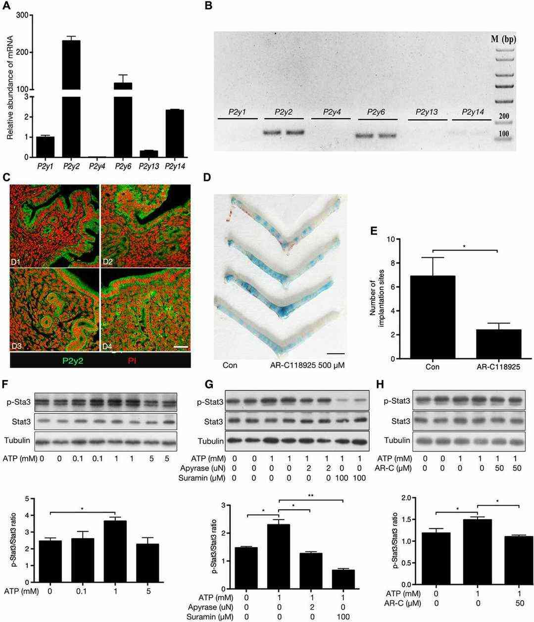 P2Y2 signaling enhances implantation and activates Stat3 in uterine luminal epithelial cells.