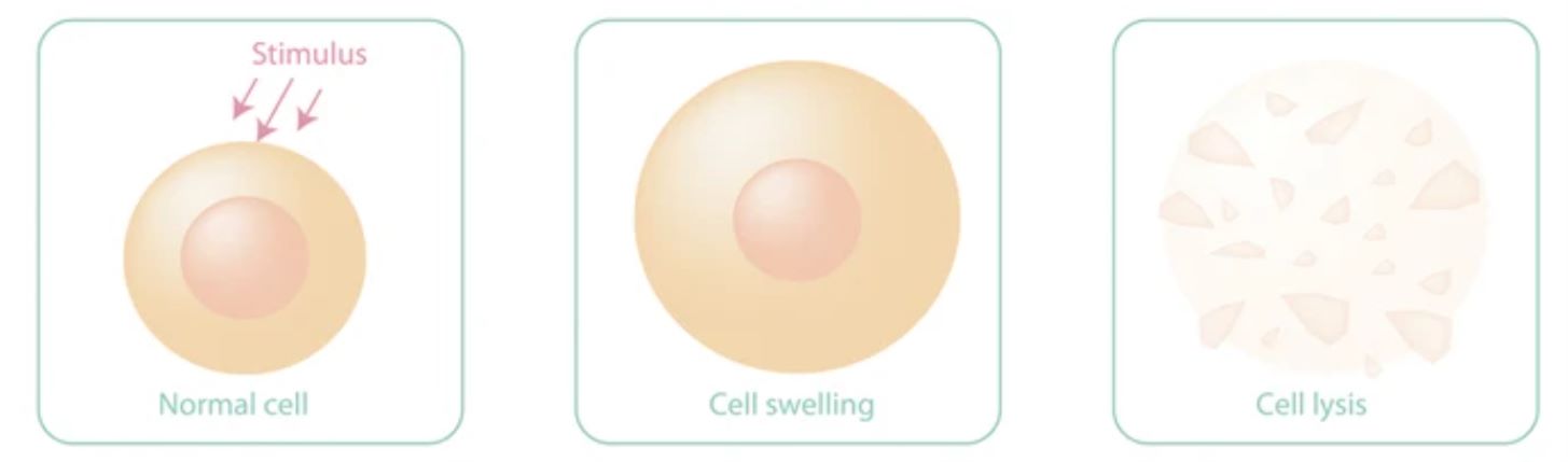 Cell Lysates: Composition, Properties, and Preparation