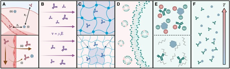 A graphical summary of deep immunostaining technical approaches.