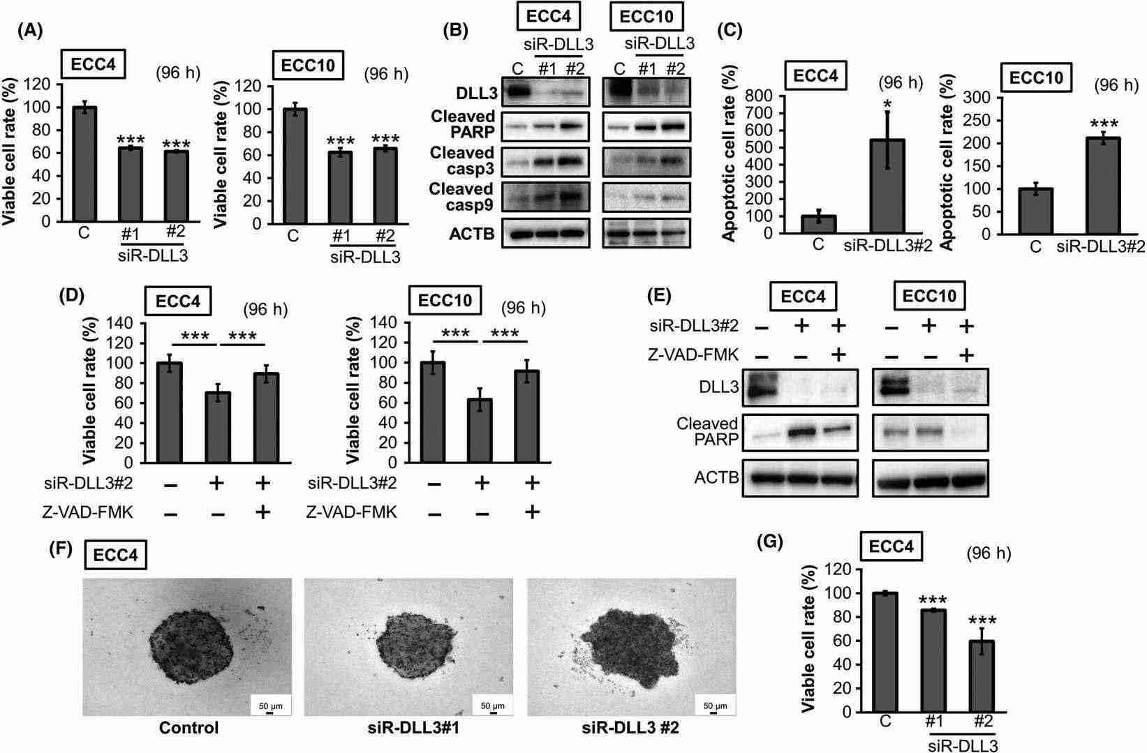 Impact of silencing the delta-like 3 (DLL3) gene in ECC cell lines.