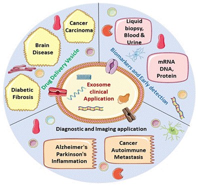 Fig. 1 Exosomes as biomarkers for diseases.