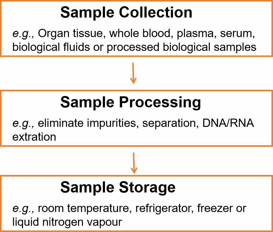 Sample collection and processing processes.