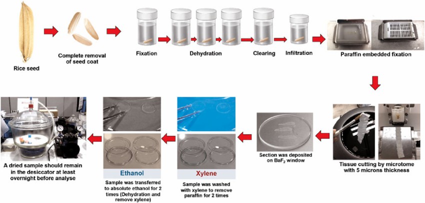 The process of paraffin embedding and tissue section.