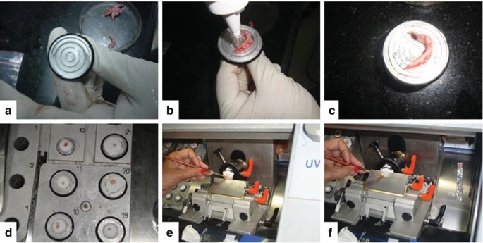 Cryostat processing involves the following steps: (a) Apply OCT compound to cover the mold, (b) Place the tissue onto the block, (C) Pour OCT over the tissue, (d) Transfer the tissue into the cooling chamber, (e) Use the brush to guide the tissue tip, (f) Carefully spread the tissue section across the anti-roll plate and then lift it by touching it with a glass slide.