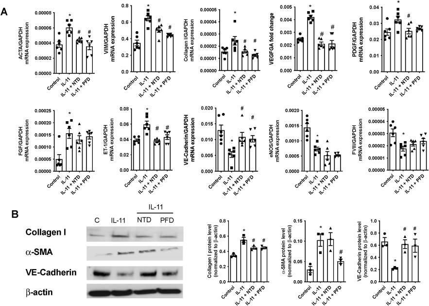 Nintedanib (NTD) and pirfenidone (PFD) suppress the IL-11-induced transition of human microvascular endothelial cells (HMVEC) into mesenchymal cells (EnMT).