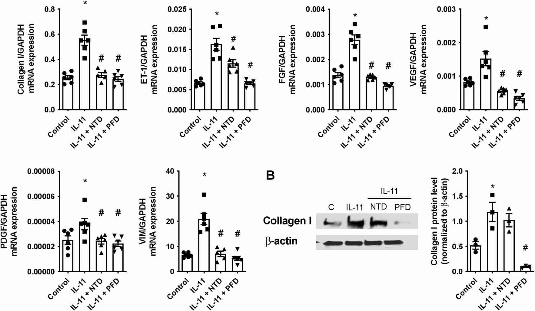 Nintedanib (NTD) and pirfenidone (PFD) prevent the IL-11-induced transition of human pulmonary artery smooth muscle cells (HPASMC) to mesenchymal cells.