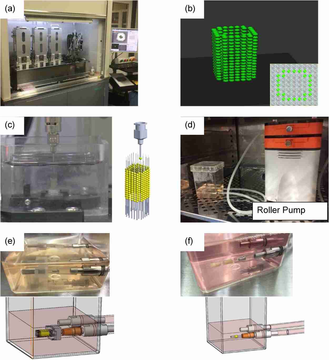 Bio-3D printing and the maturation of the 3D-printed structures.