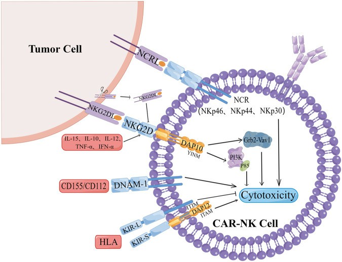 The mechanism of NK cell surface receptors affecting the effect of CAR-NK.