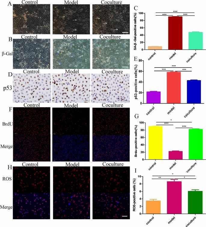 hGC ageing model and coculture with bone marrow mesenchymal stem cells.