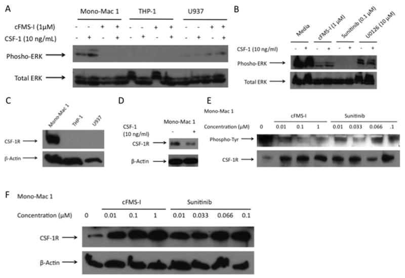 Fig. 5 Cell signaling and colony-stimulating factor 1 receptor (CSF-1R) receptor function with drug treatment in acute myelogenous leukemia cell lines. (Kogan M, et al., 2012)