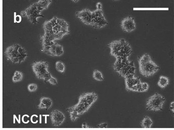 NCCIT cell line.