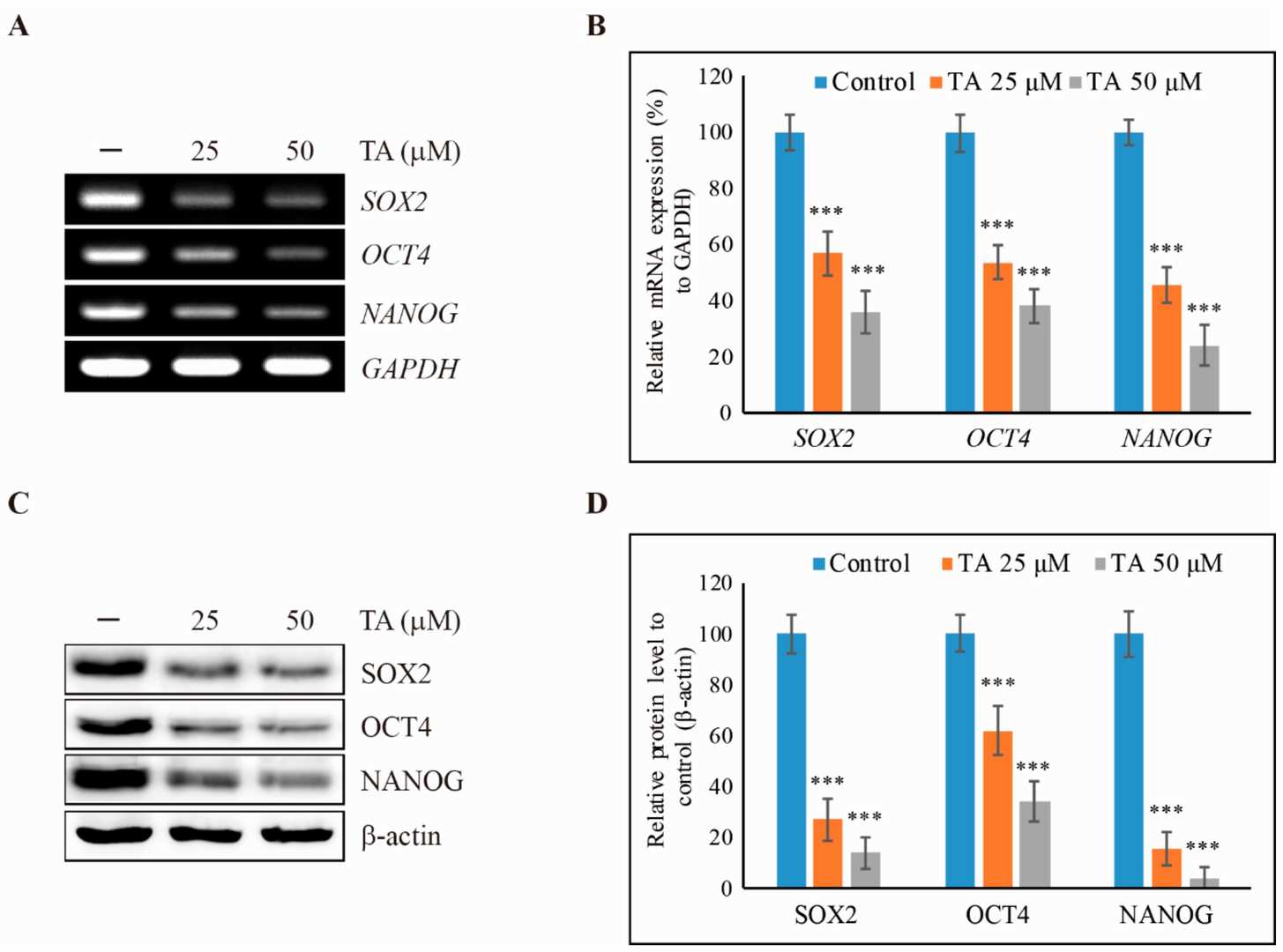 Tannic acid (TA) downregulates cancer stem cell markers in NCCIT cells.