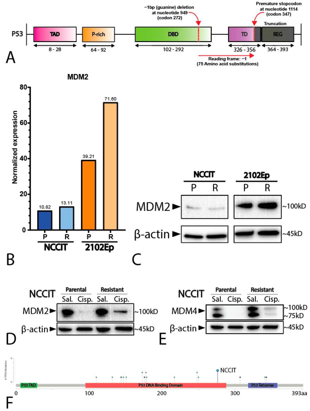 Characterization of NCCIT and 2102Ep cell lines.