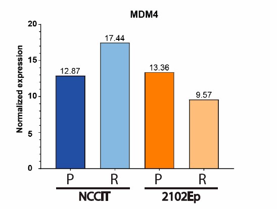Normalized MDM4 expression (RNAseq) in NCCIT and 2102Ep.