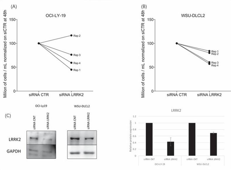 (A) Lymphoma cell lines treated with increasing doses of LRRK2-IN-1 for 72 h. (B) Cells treated with siRNAs targeting LRRK2 at 500 nM for 48 h showed decreased cell growth in OCI-LY-19. (C) Representative immunoblot, of two replicates, performed after 48 h of LRRK2 siRNAs with its quantification.