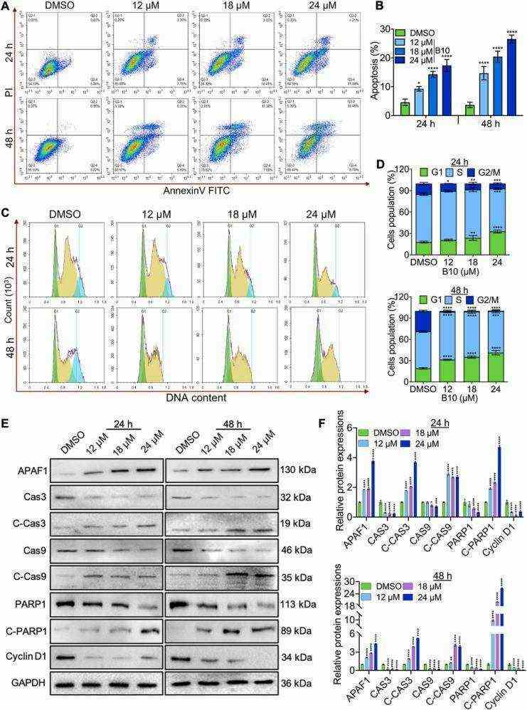 B10 aggravates dose/time-dependent apoptosis and cell cycle arrest in Raji cells. (Varier KM, et al., 2022)