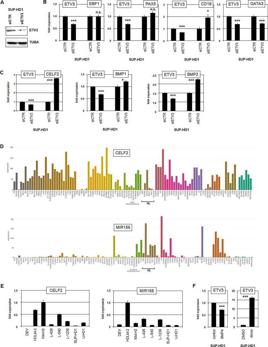 Analysis of Target Genes Influenced by ETV3.