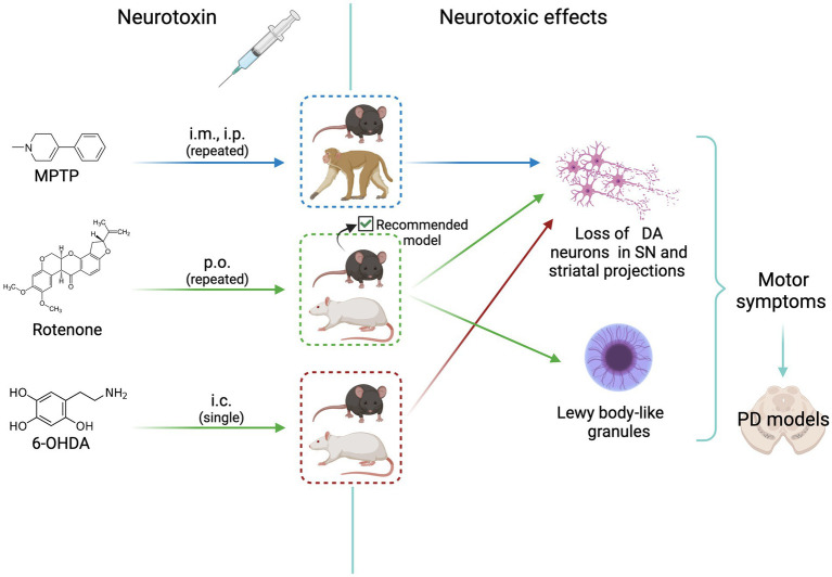 Fig. 1 Scheme of animal models of neurotoxicity-induced dopaminergic neurodegeneration.