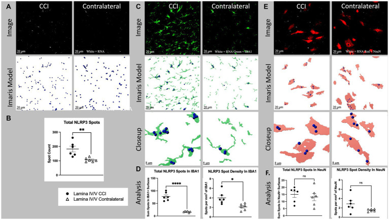 Cell specific NLRP3 RNA expression in lamina IV/V lumbar (L3-6) dorsal horn ipsilateral to CCI vs. contralateral control.