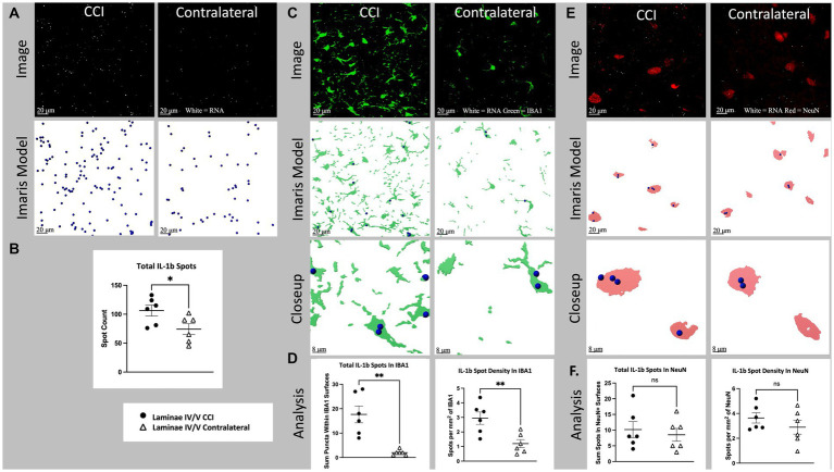 Cell specific IL-1b RNA expression in lamina IV/V lumbar (L3-6) dorsal horn ipsilateral to CCI vs. contralateral control.