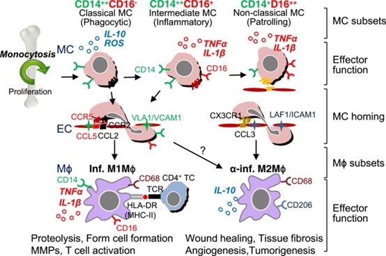 Human MC and M ϕ differentiation, and distinct subset functions (Yang, J., Zhang, L., Yu, C. et al., 2014).