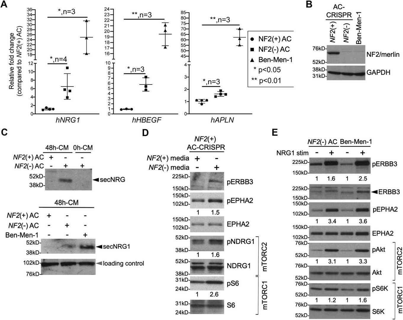 NF2-null cells exhibit elevated NRG1 expression and secretion.