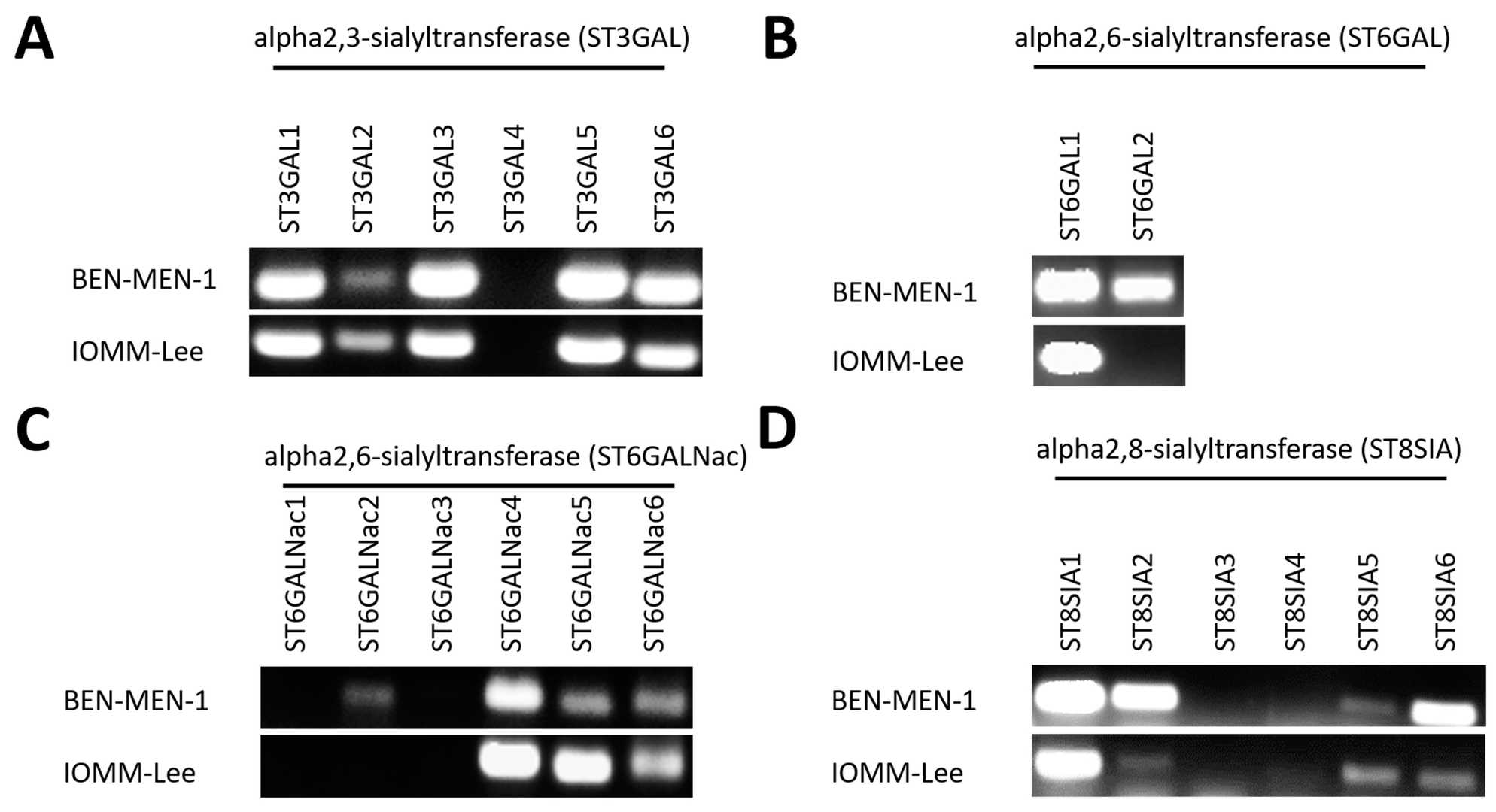 Expression of 20 sialyltransferases (agarose gel) in BEN-MEN-1 and IOMM-Lee cell lines.