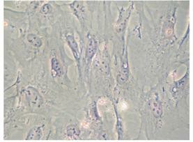 Morphology of hFOB 1.19 cell line.