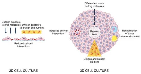 Main differences between 2D and 3D cell cultures.