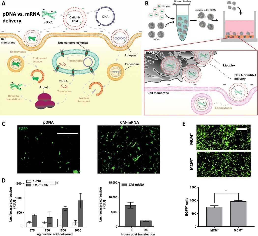 Delivering mRNA using mineral-coated microparticles is an exceptionally effective method to achieve transgene overexpression in non-dividing primary human cells.