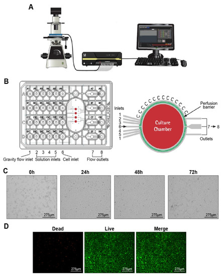 Development of a CellASIC microfluidic platform for culturing glomerular endothelial cells.